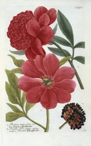 Paeonia from Johann Wilhelm Weinmann